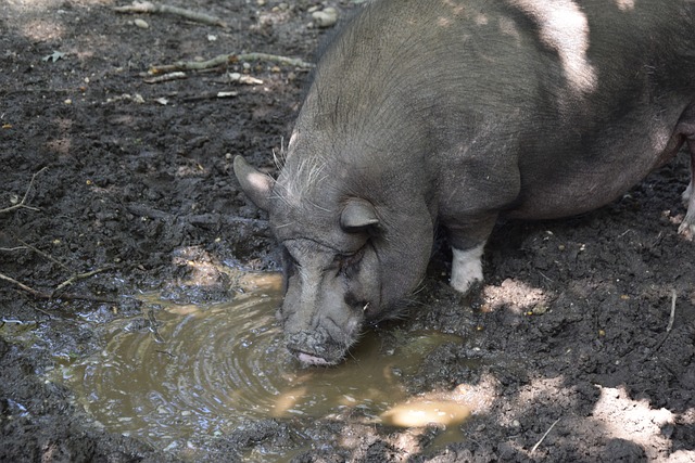 一次戰術犯 一次戰術犯