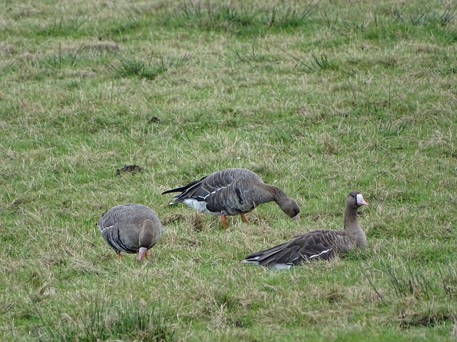 的文化传播 的文化传播